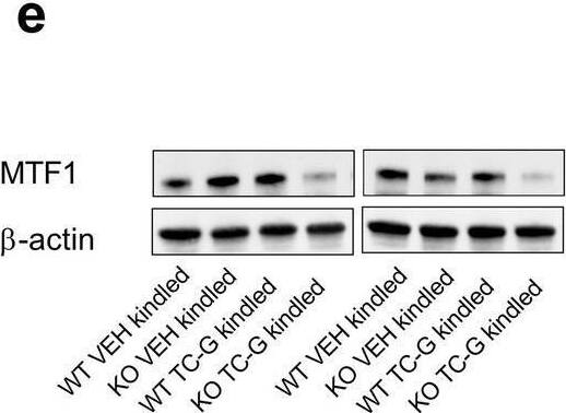 MTF1 Antibody - BSA Free