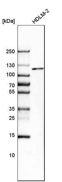 MTF1 Antibody - BSA Free Western Blot: MTF1 Antibody - BSA Free [NBP1-86380]