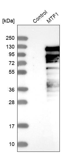 MTF1 Antibody - BSA Free Western Blot: MTF1 Antibody - BSA Free [NBP1-86380]