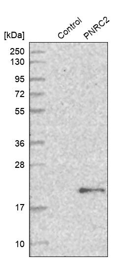 PNRC2 Antibody - BSA Free Western Blot: PNRC2 Antibody - BSA Free [NBP1-86384]
