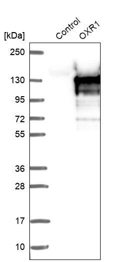 OXR1 Antibody - BSA Free Western Blot: OXR1 Antibody - BSA Free [NBP1-86393]