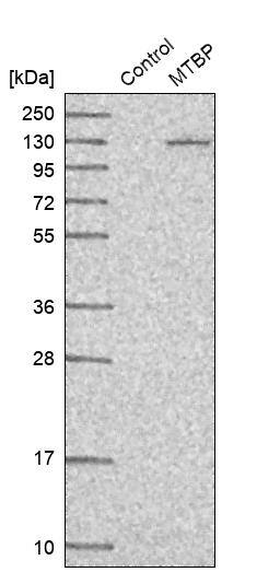 MTBP Antibody - BSA Free Western Blot: MTBP Antibody - BSA Free [NBP1-86408]