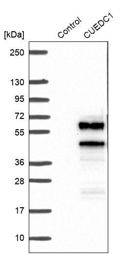 CUEDC1 Antibody - BSA Free Western Blot: CUEDC1 Antibody - BSA Free [NBP1-86409]
