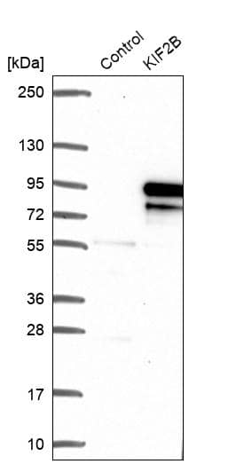 KIF2B Antibody - BSA Free Western Blot: KIF2B Antibody - BSA Free [NBP1-86416]