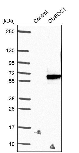 CUEDC1 Antibody - BSA Free Western Blot: CUEDC1 Antibody - BSA Free [NBP1-86417]