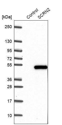 SCRN2 Antibody - BSA Free Western Blot: SCRN2 Antibody - BSA Free [NBP1-86419]