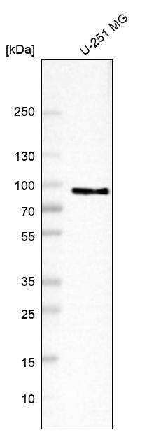 BAG3 Antibody - BSA Free Western Blot: BAG3 Antibody - BSA Free [NBP1-86429]