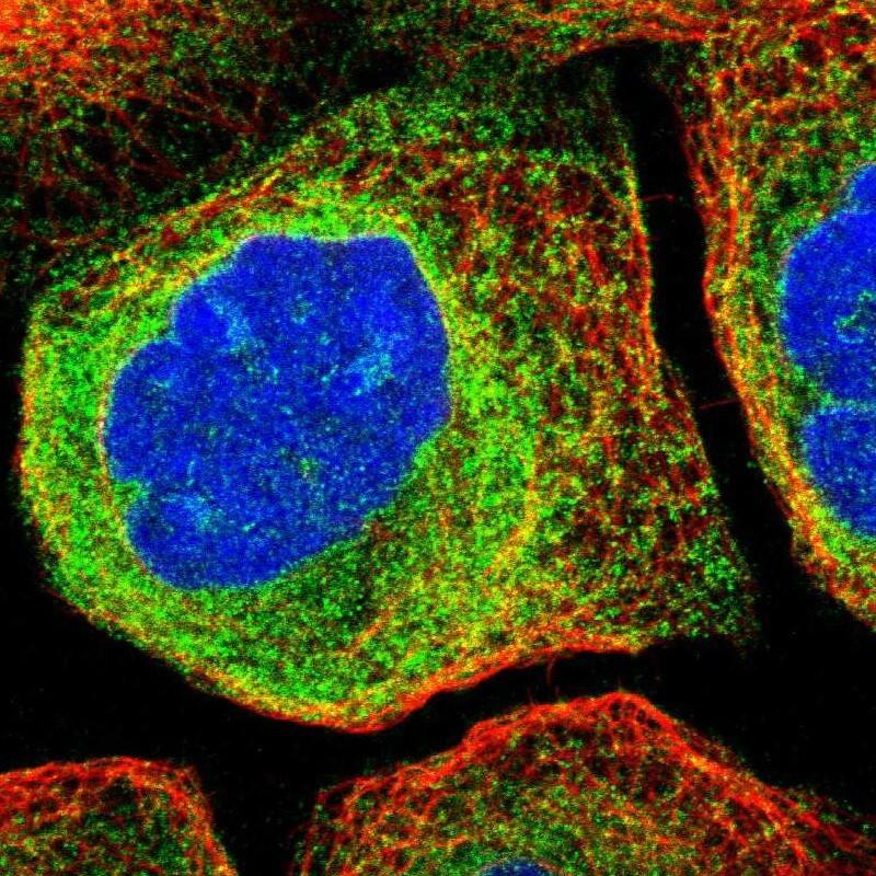 CDS2 Antibody - BSA Free Immunocytochemistry/ Immunofluorescence: CDS2 Antibody [NBP1-86435]
