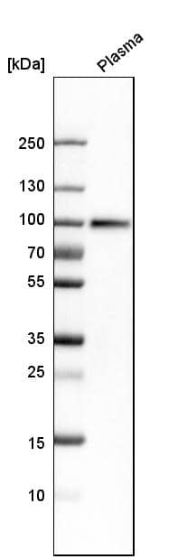 Complement Component C1s Antibody - BSA Free Western Blot: Complement Component C1s Antibody - BSA Free [NBP1-86439]
