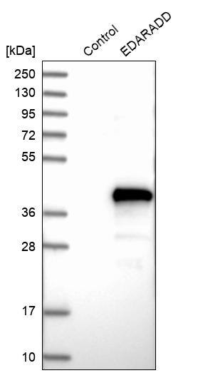 EDARADD Antibody - BSA Free Western Blot: EDARADD Antibody - BSA Free [NBP1-86440]