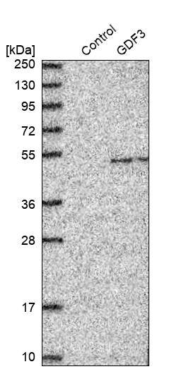 GDF-3 Antibody - BSA Free Western Blot: GDF-3 Antibody - BSA Free [NBP1-86443]