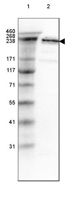 Spectrin beta 2 Antibody - BSA Free Western Blot: Spectrin beta 2 Antibody - BSA Free [NBP1-86468]