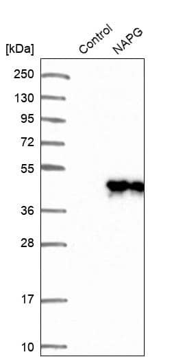 NAPG Antibody - BSA Free Western Blot: NAPG Antibody - BSA Free [NBP1-86491]