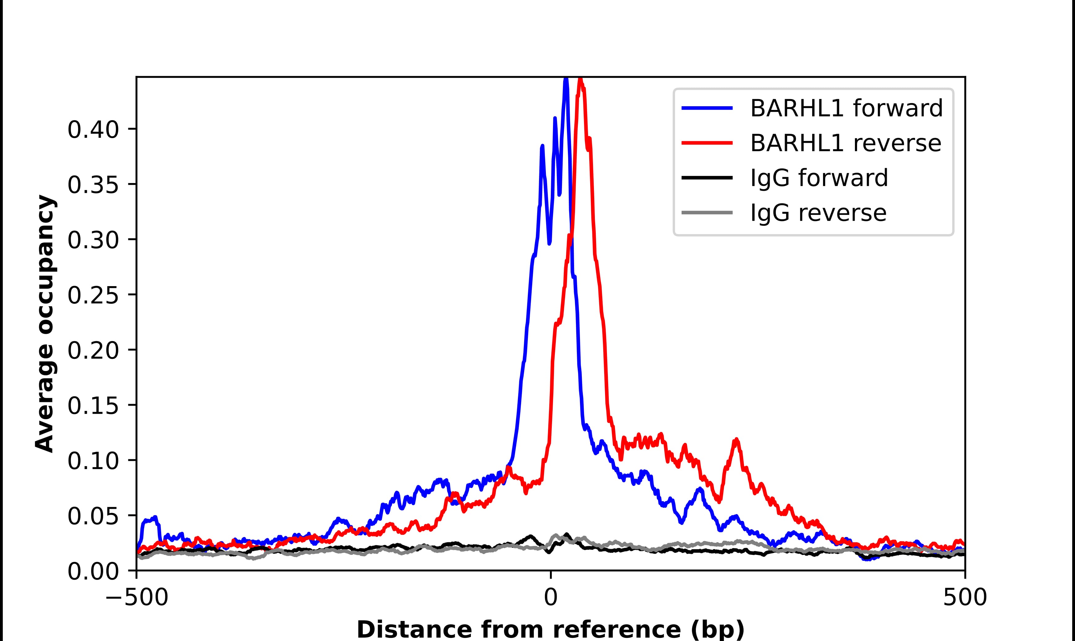 BARHL1 Antibody - BSA Free Chromatin Immunoprecipitation ChIP: BARHL1 Antibody - BSA Free