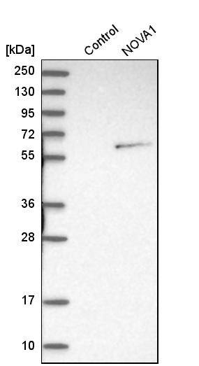 Nova1 Antibody - BSA Free Western Blot: Nova1 Antibody - BSA Free [NBP1-86517]
