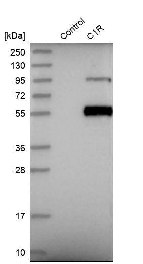 Complement Component C1r Antibody - BSA Free Western Blot: Complement Component C1r Antibody - BSA Free [NBP1-86527]