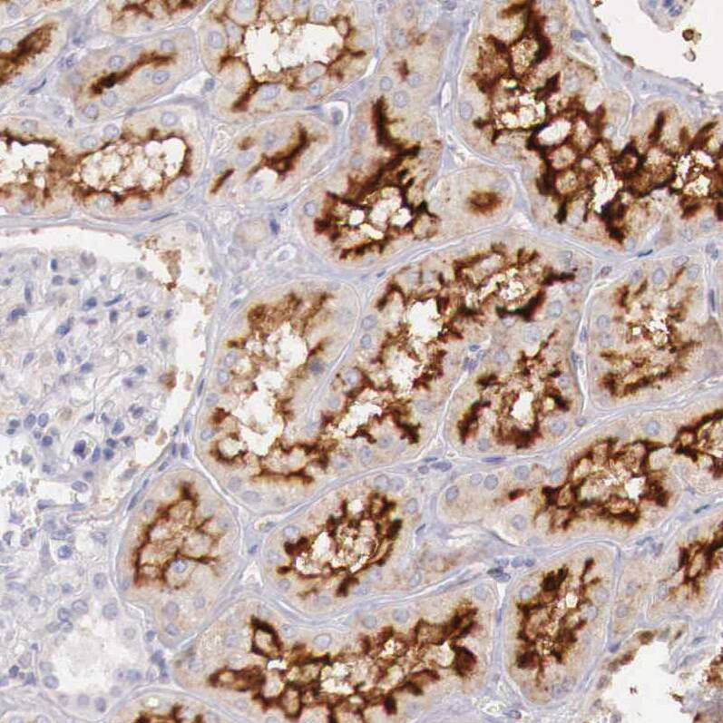 Aminopeptidase P2/XPNPEP2 Antibody - BSA Free Immunohistochemistry-Paraffin: Aminopeptidase P2/XPNPEP2 Antibody - BSA Free [NBP1-86535]