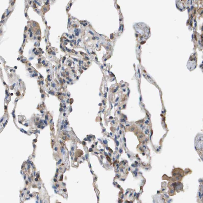 MS4A7 Antibody - BSA Free Immunohistochemistry-Paraffin: MS4A7 Antibody - BSA Free [NBP1-86540]