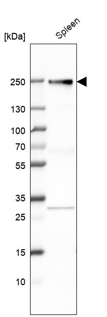 CD163L1 Antibody - BSA Free Western Blot: CD163L1 Antibody - BSA Free [NBP1-86545]