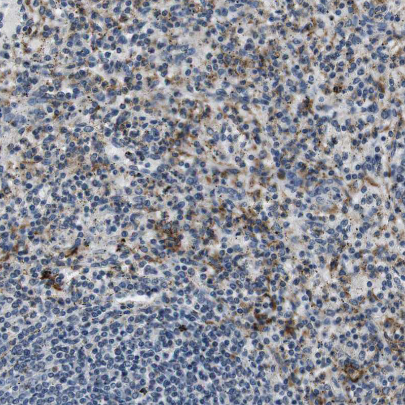 CD163L1 Antibody - BSA Free Immunohistochemistry-Paraffin: CD163L1 Antibody - BSA Free [NBP1-86545]