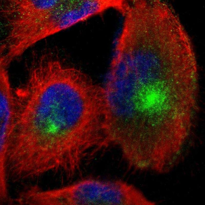 Nectin-3/PVRL3 Antibody - BSA Free Immunohistochemistry-Paraffin: Nectin-3/PVRL3 Antibody - BSA Free [NBP1-86553]