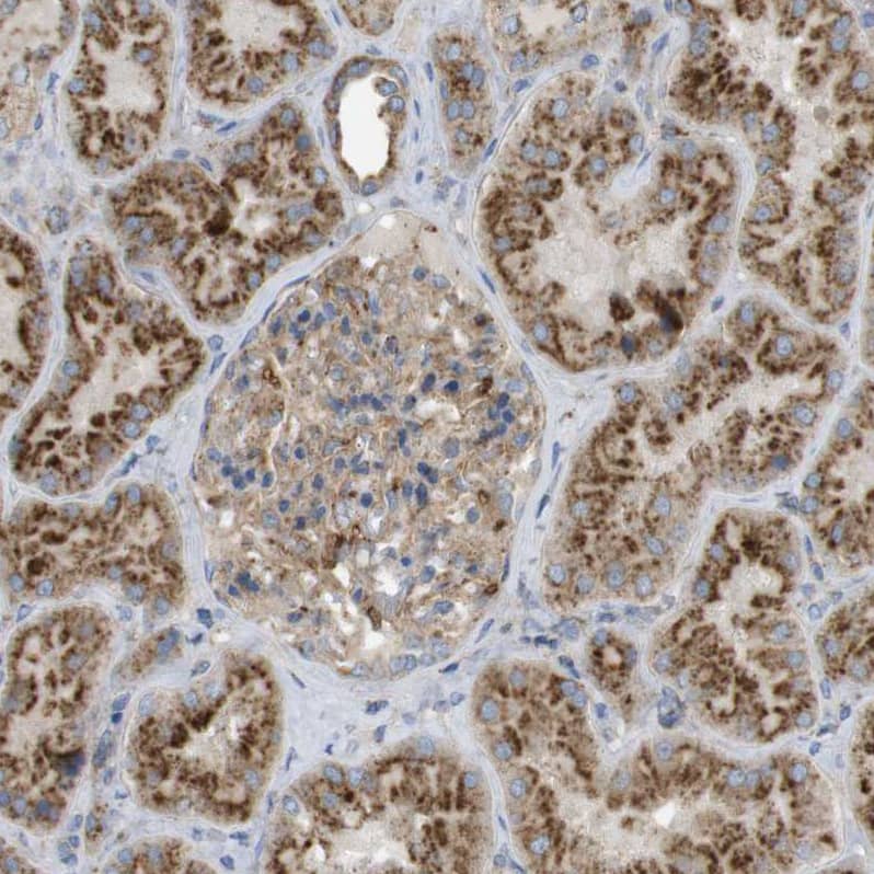 LAMP-1/CD107a Antibody - BSA Free Immunohistochemistry-Paraffin: LAMP-1/CD107a Antibody - BSA Free [NBP1-86557]