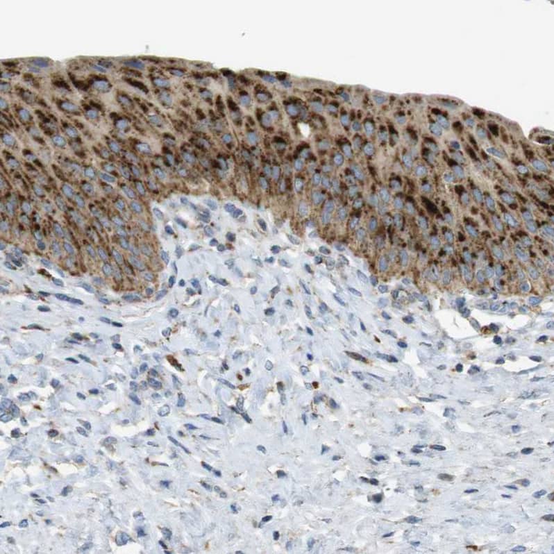 LAMP-1/CD107a Antibody - BSA Free Immunohistochemistry-Paraffin: LAMP-1/CD107a Antibody - BSA Free [NBP1-86557]