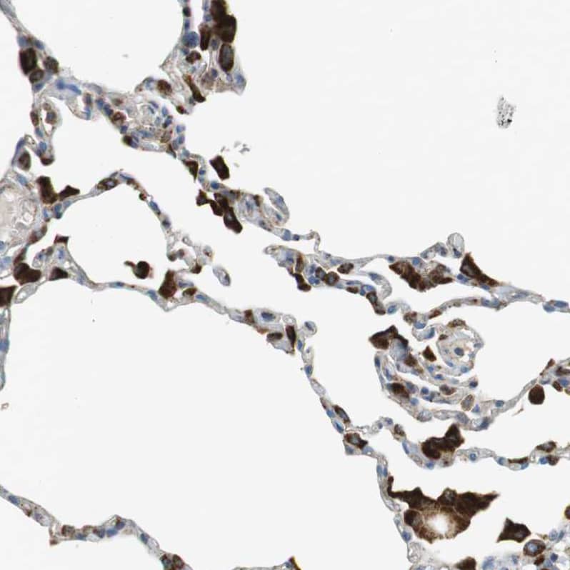 LAMP-1/CD107a Antibody - BSA Free Immunohistochemistry-Paraffin: LAMP-1/CD107a Antibody - BSA Free [NBP1-86557]