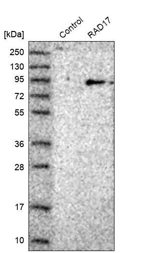 Rad17 Antibody - BSA Free Western Blot: Rad17 Antibody - BSA Free [NBP1-86561]