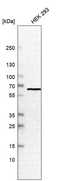 CCT3 Antibody - BSA Free Western Blot: CCT3 Antibody - BSA Free [NBP1-86562]