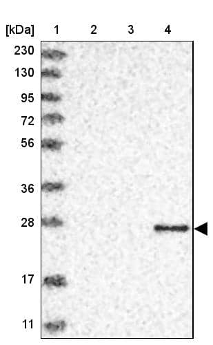 Granzyme H Antibody - BSA Free Western Blot: Granzyme H Antibody - BSA Free [NBP1-86565]