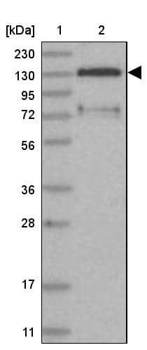 FAM120B Antibody - BSA Free Western Blot: FAM120B Antibody - BSA Free [NBP1-86566]