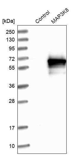 MAP3K8/Tpl2/COT Antibody - BSA Free Western Blot: MAP3K8/Tpl2/COT Antibody - BSA Free [NBP1-86569]