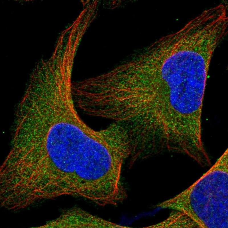 CBL Antibody - BSA Free Immunocytochemistry/ Immunofluorescence: CBL Antibody [NBP1-86588]