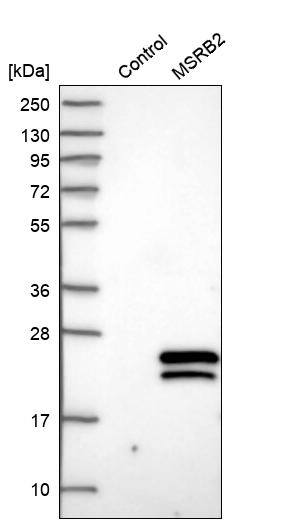 MSRB2 Antibody - BSA Free Western Blot: MSRB2 Antibody - BSA Free [NBP1-86594]