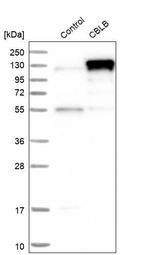 CBLB Antibody - BSA Free Western Blot: CBLB Antibody - BSA Free [NBP1-86599]