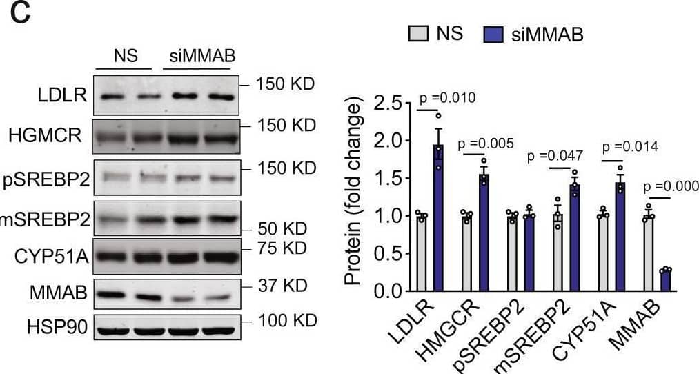 MMAB Antibody - BSA Free