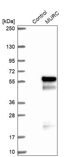 MURC Antibody - BSA Free Western Blot: MURC Antibody - BSA Free [NBP1-86609]