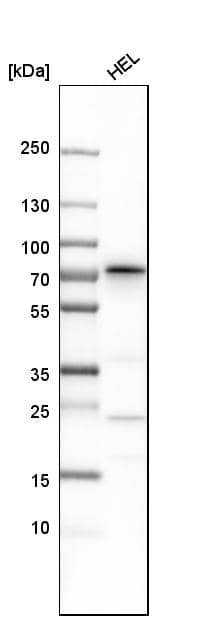 SDPR Antibody - BSA Free Western Blot: SDPR Antibody - BSA Free [NBP1-86610]