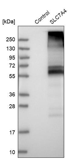 SLC7A4 Antibody - BSA Free Western Blot: SLC7A4 Antibody - BSA Free [NBP1-86613]