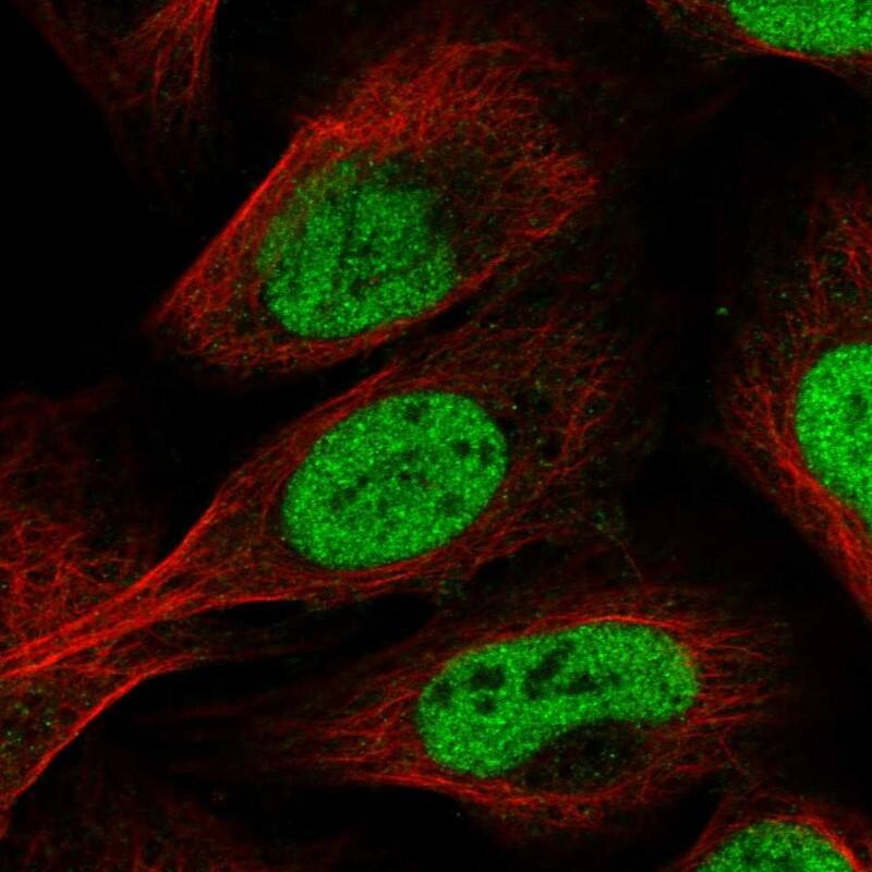 SCAF11/SFRS2IP Antibody - BSA Free Immunocytochemistry/ Immunofluorescence: SCAF11/SFRS2IP Antibody [NBP1-86620]
