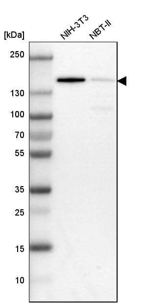 CCAR1 Antibody - BSA Free Western Blot: CCAR1 Antibody - BSA Free [NBP1-86626]