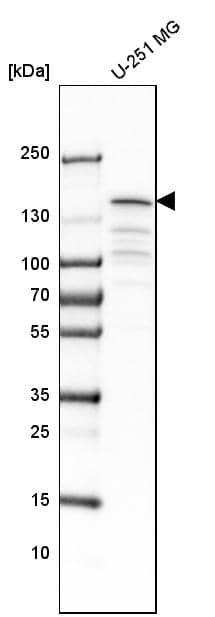 CCAR1 Antibody - BSA Free Western Blot: CCAR1 Antibody - BSA Free [NBP1-86626]