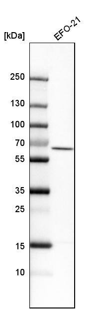 RIPK2 Antibody - BSA Free Western Blot: RIPK2 Antibody - BSA Free [NBP1-86630]