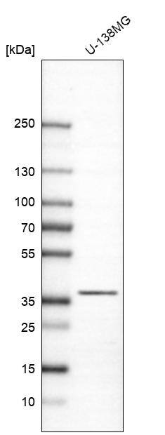 CAPZA2 Antibody - BSA Free Western Blot: CAPZA2 Antibody - BSA Free [NBP1-86632]
