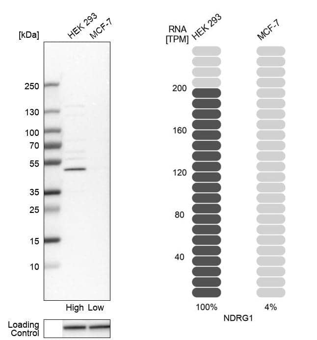 NDRG1 Antibody - BSA Free Western Blot: NDRG1 Antibody - BSA Free [NBP1-86636]