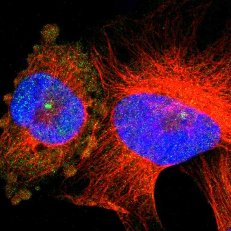Serpin B6 Antibody - BSA Free Immunocytochemistry/ Immunofluorescence: Serpin B6 Antibody [NBP1-86642]