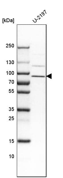 FAM111B Antibody - BSA Free Western Blot: FAM111B Antibody - BSA Free [NBP1-86645]
