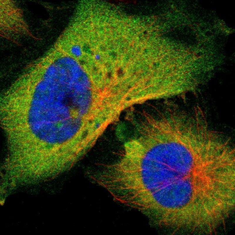 PNCK Antibody - BSA Free Immunocytochemistry/ Immunofluorescence: PNCK Antibody [NBP1-86652]