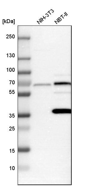 PICALM Antibody - BSA Free Western Blot: PICALM Antibody - BSA Free [NBP1-86658]